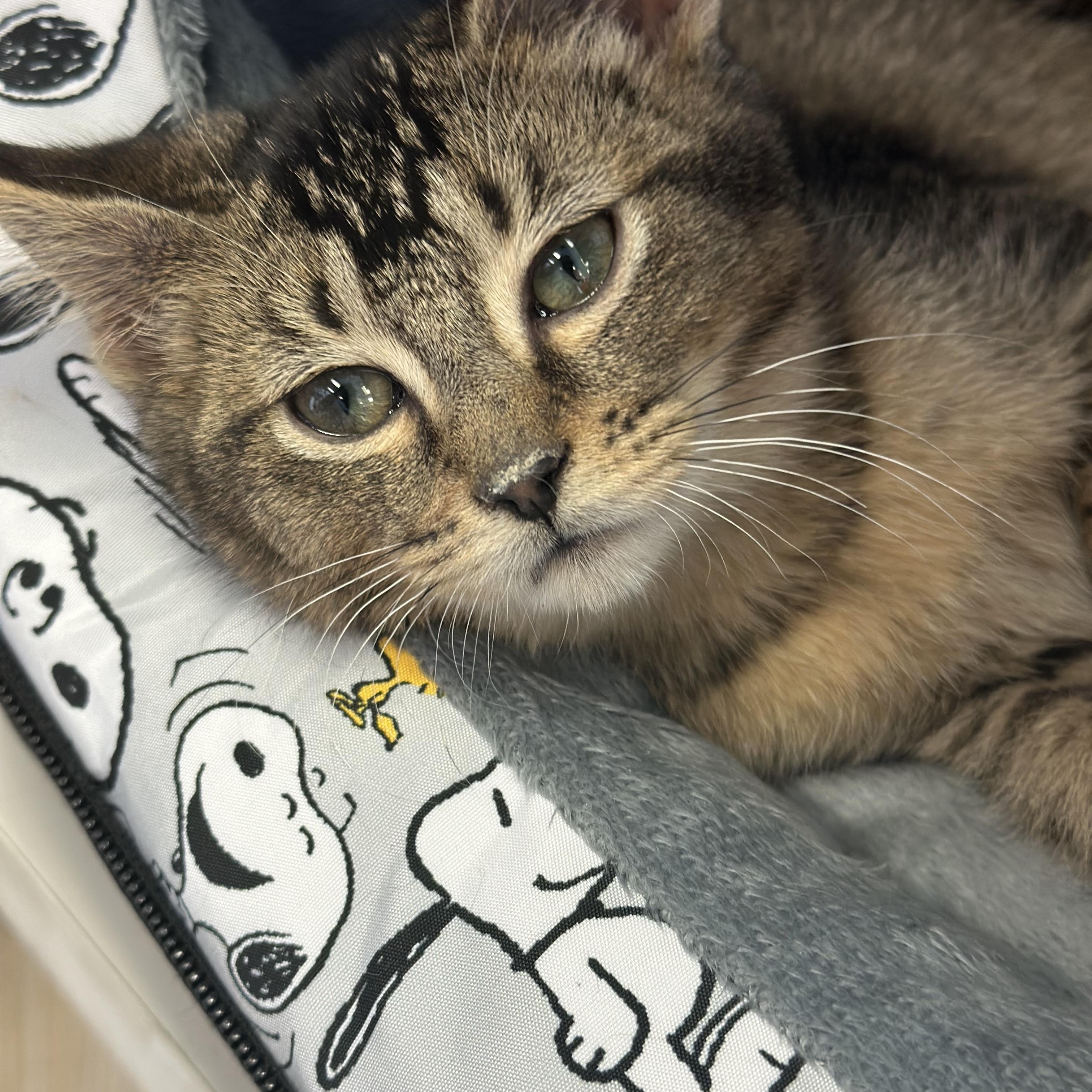 Enlarge Yesi (bonded with Lali), a Adoptable Domestic Short Hair in Chicago, IL image 3/5