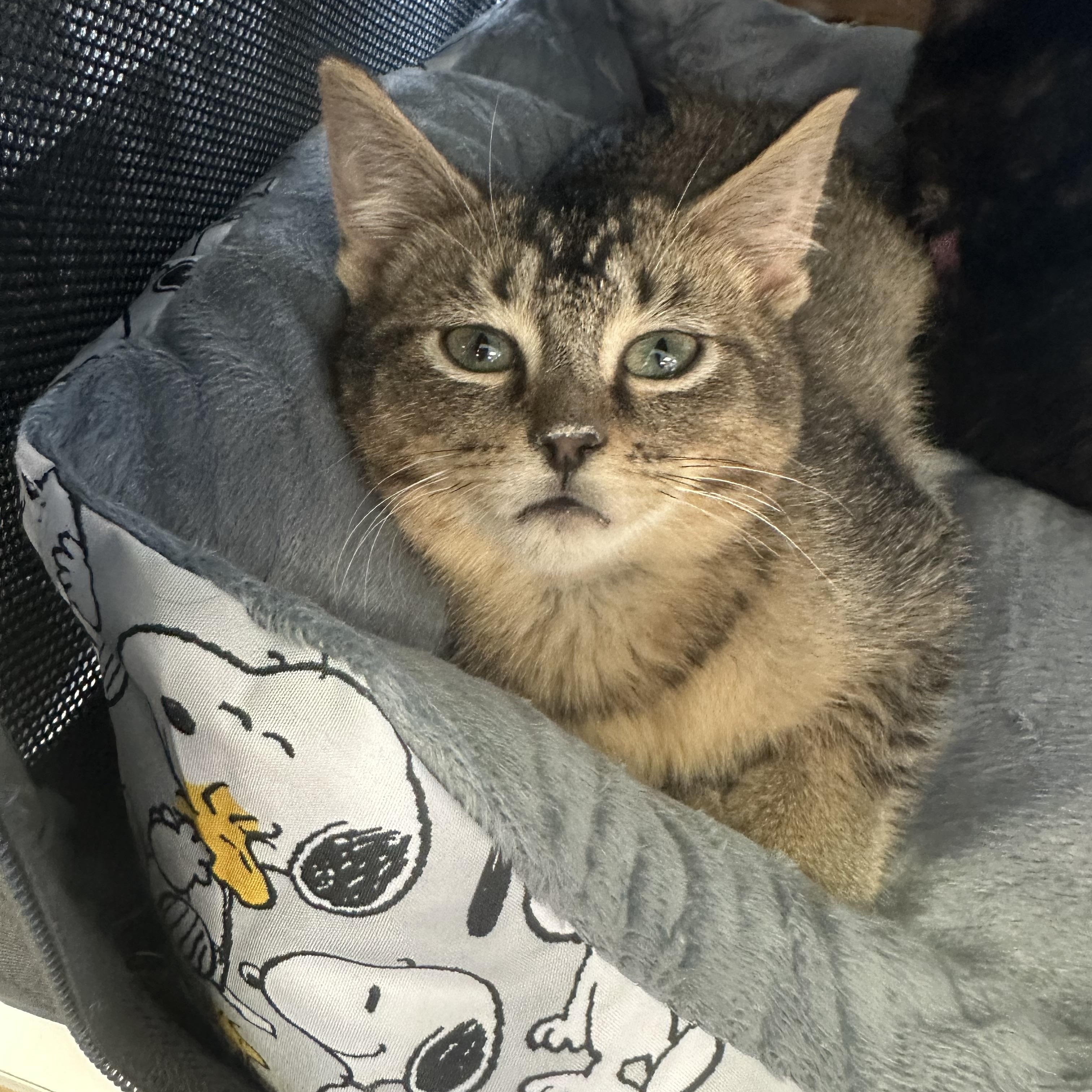 Enlarge Yesi (bonded with Lali), a Adoptable Domestic Short Hair in Chicago, IL image 2/5