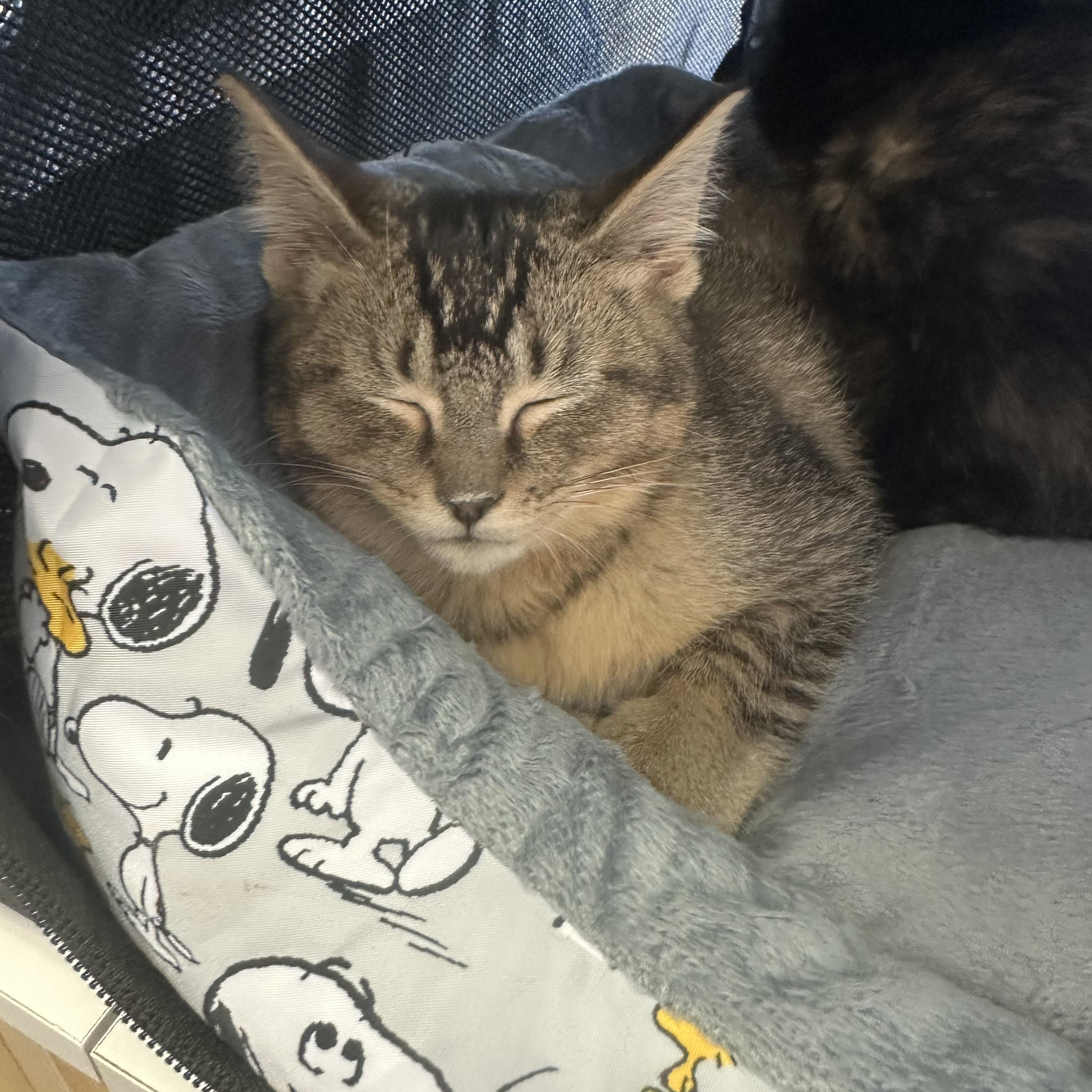 Enlarge Yesi (bonded with Lali), a Adoptable Domestic Short Hair in Chicago, IL image 4/5