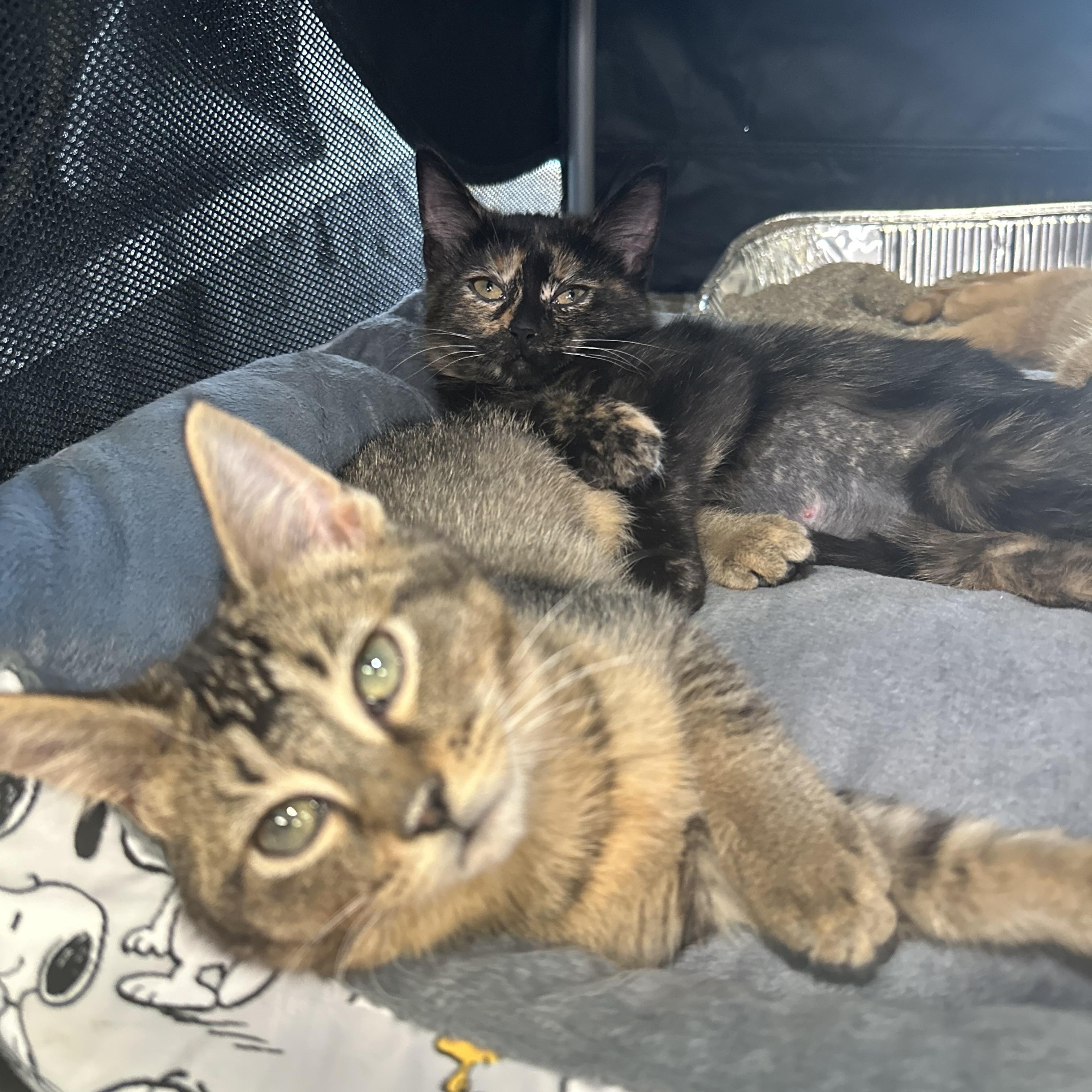 Enlarge Yesi (bonded with Lali), a Adoptable Domestic Short Hair in Chicago, IL image 5/5