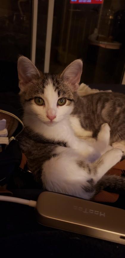 Merry, Adoptable, Kitten Female Domestic Short Hair & Domestic Short Hair.