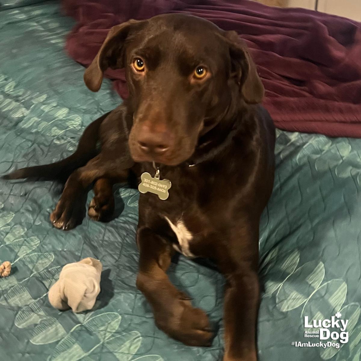 Mammoth, Adopted, Young Male Labrador Retriever & Retriever.