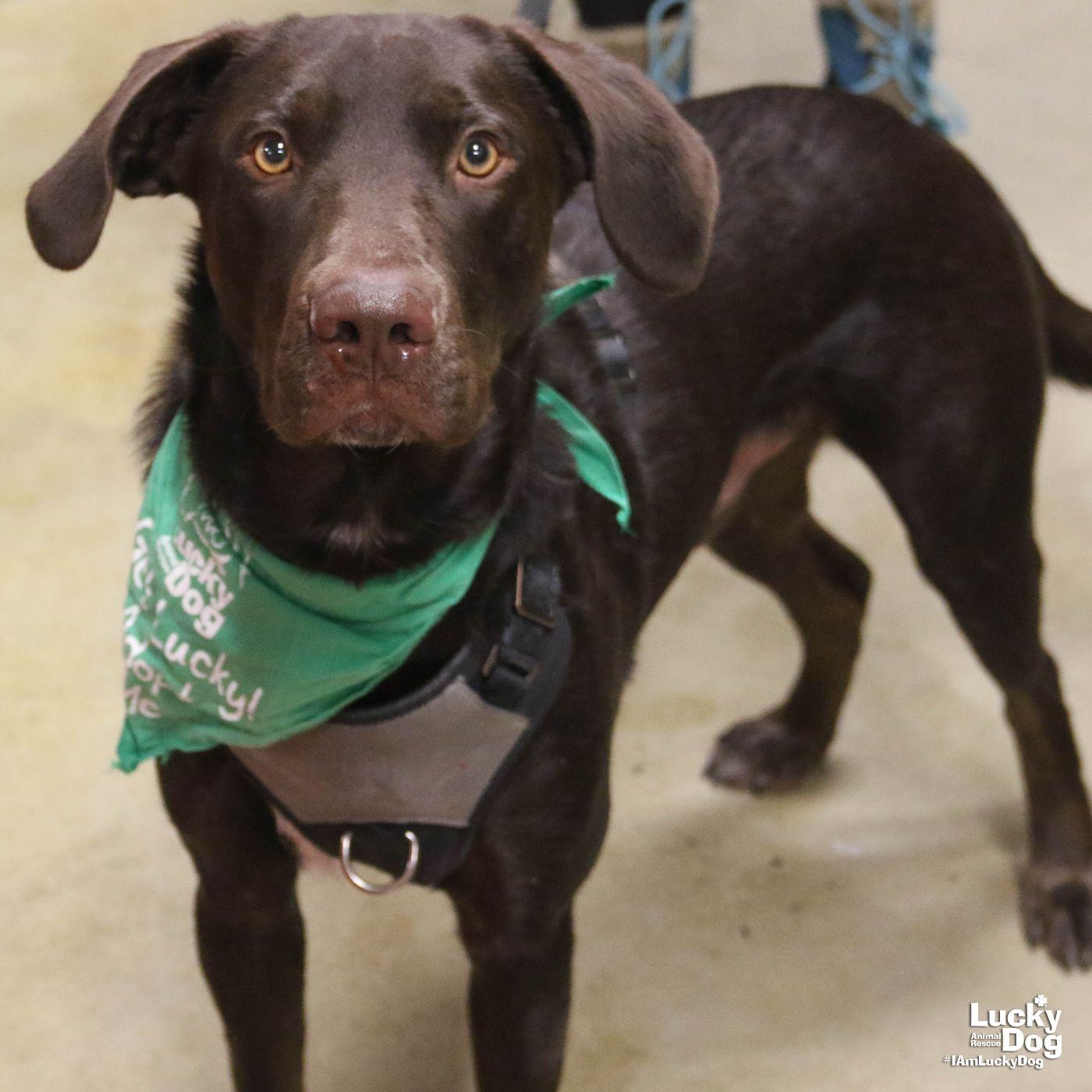 Mammoth, Adopted, Young Male Labrador Retriever & Retriever.