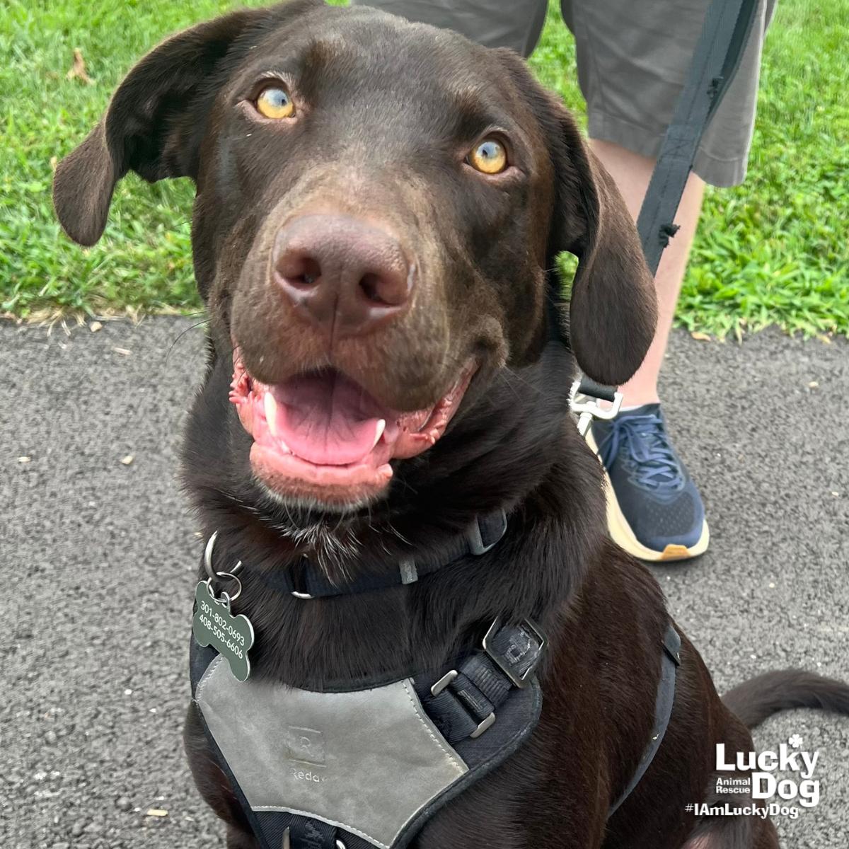 Enlarge Mammoth, a Adopted mixed breed in Washington, DC image 2/3