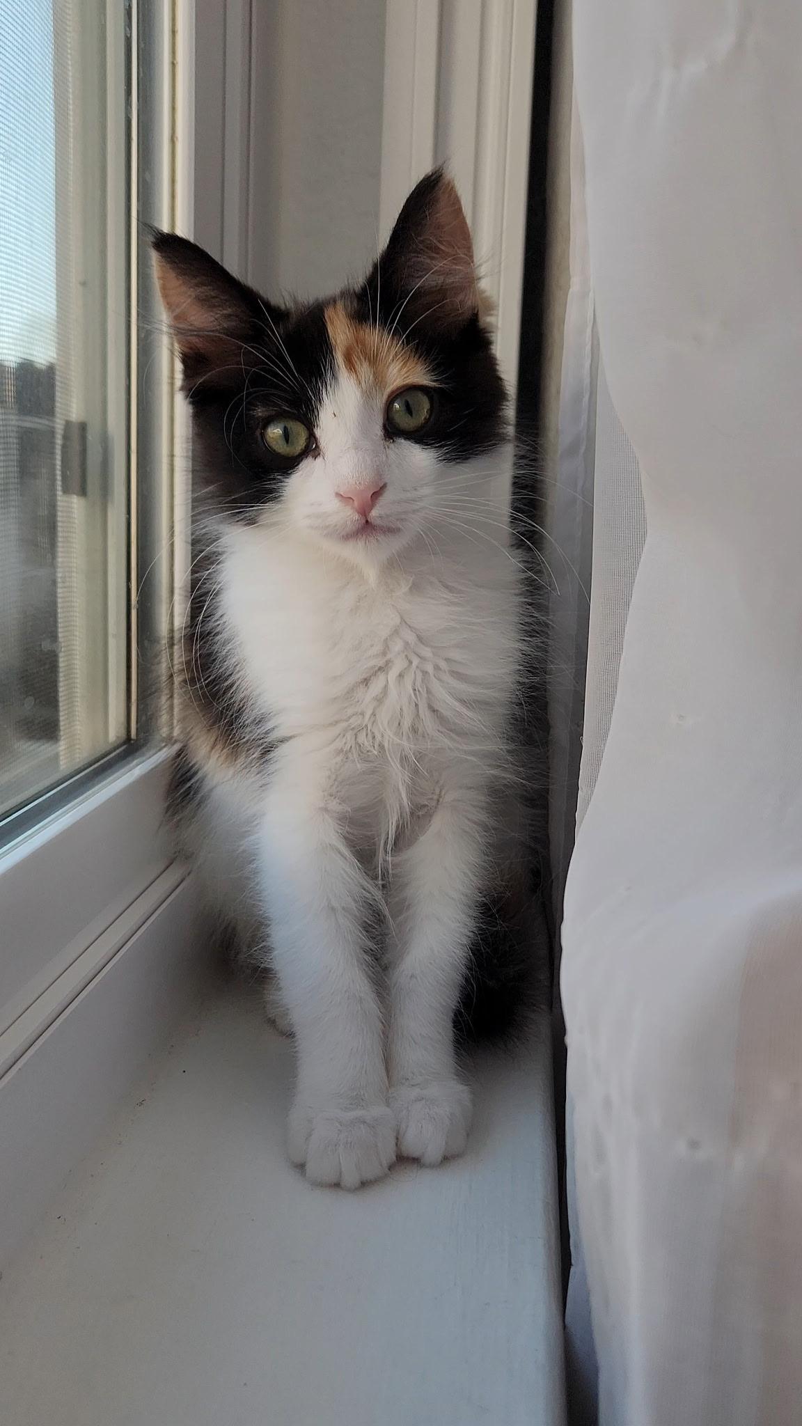 Enlarge Blossom, a Adoptable Domestic Long Hair in Visalia, CA image 4/6