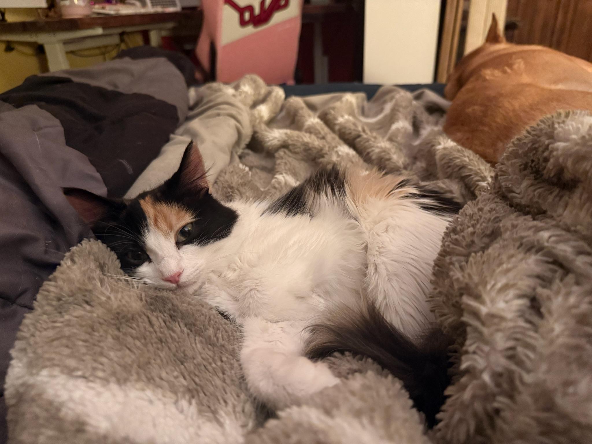 Enlarge Blossom, a Adoptable Domestic Long Hair in Visalia, CA image 5/6