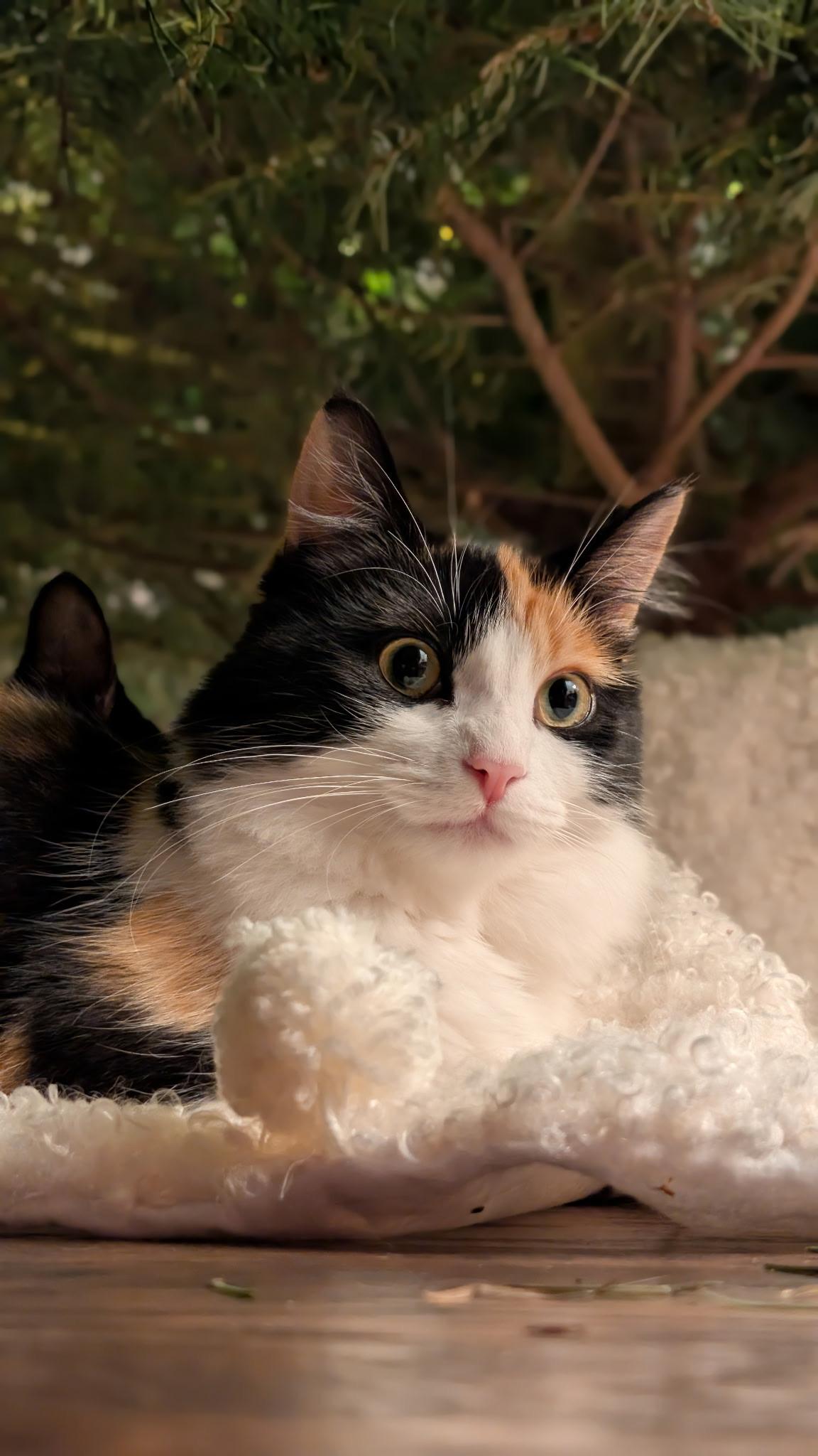 Enlarge Blossom, a Adoptable Domestic Long Hair in Visalia, CA image 2/5