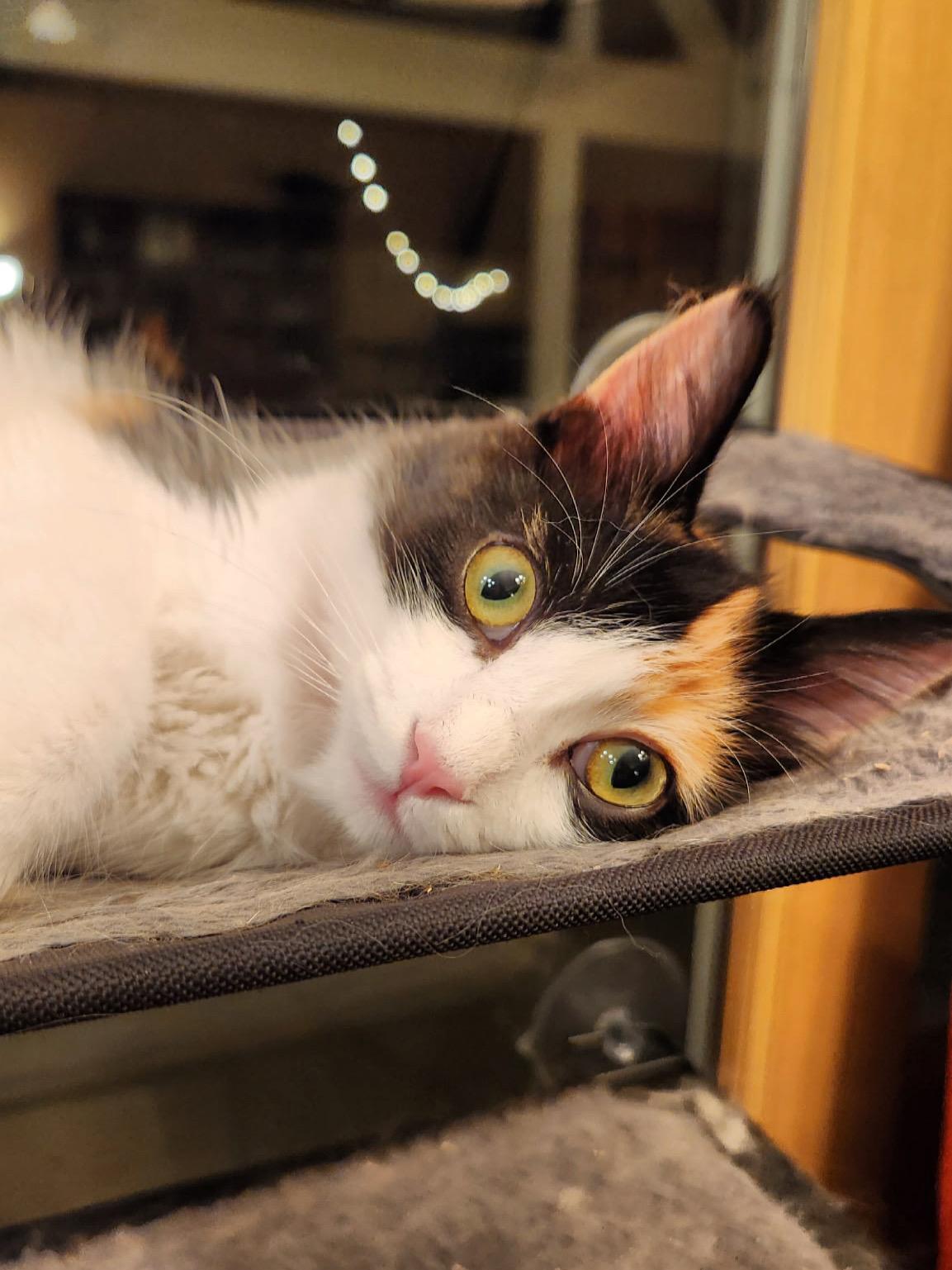 Enlarge Blossom, a Adoptable Domestic Long Hair in Visalia, CA image 2/6