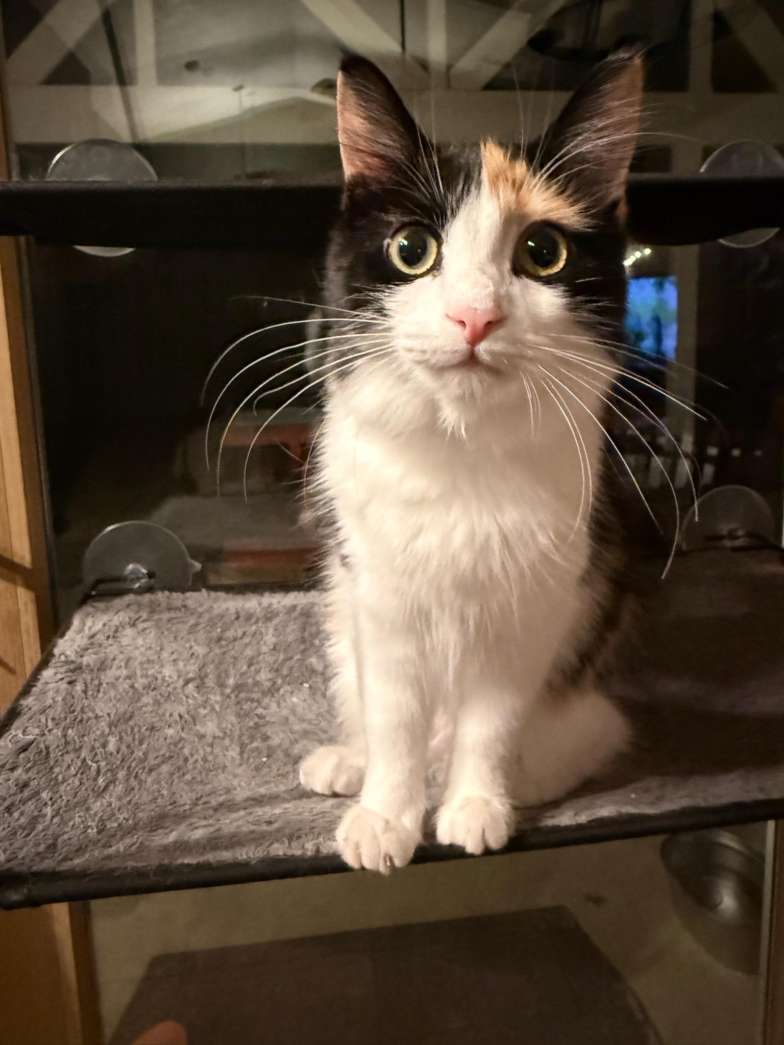 Enlarge Blossom, a Adoptable Domestic Long Hair in Visalia, CA image 5/5