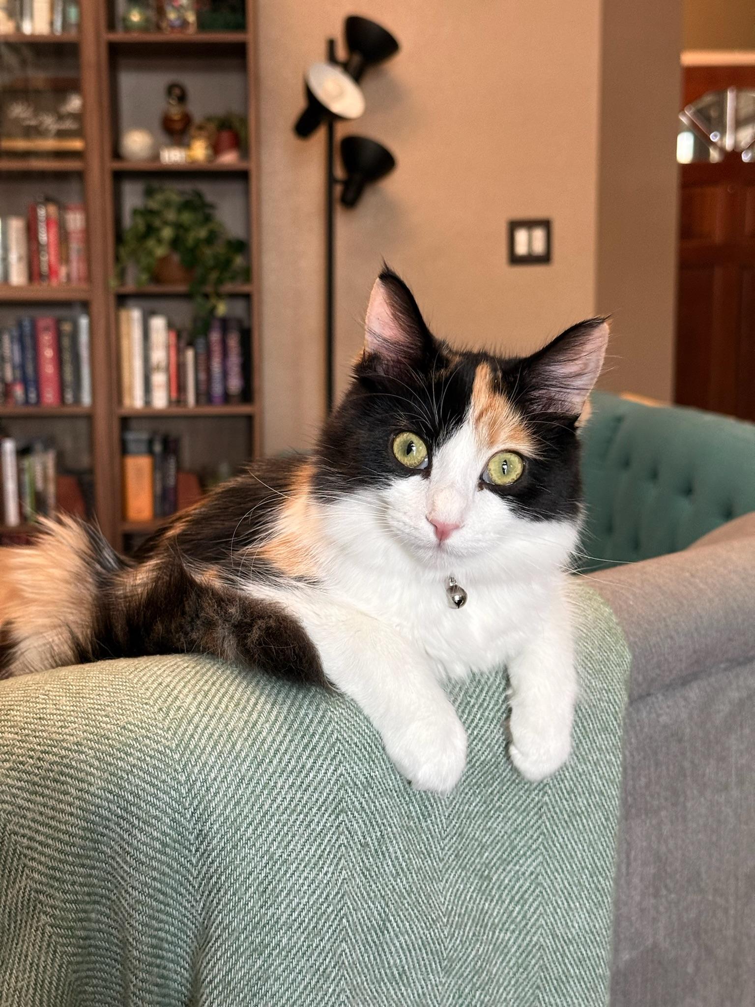 Blossom, Adoptable, Kitten Female Domestic Long Hair.