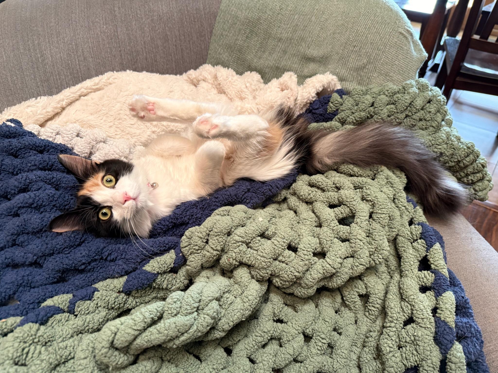 Enlarge Blossom, a Adoptable Domestic Long Hair in Visalia, CA image 3/6