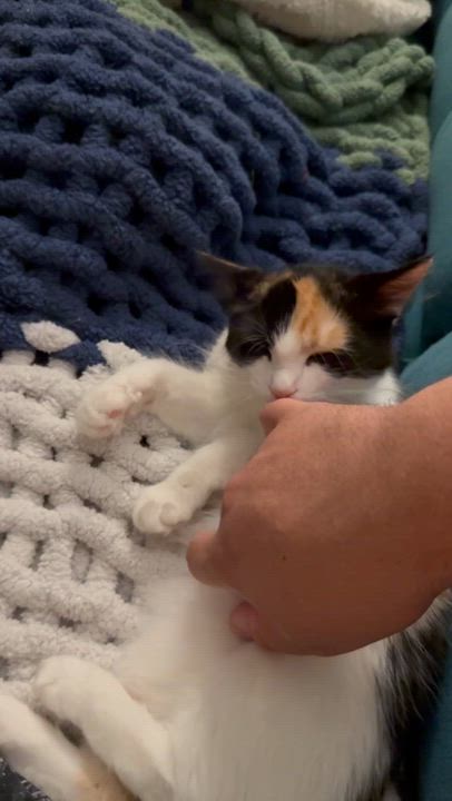 Enlarge Blossom, a Adoptable Domestic Long Hair in Visalia, CA video 6/6