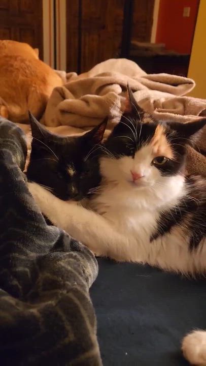 Enlarge Blossom, a Adoptable Domestic Long Hair in Visalia, CA video 4/5