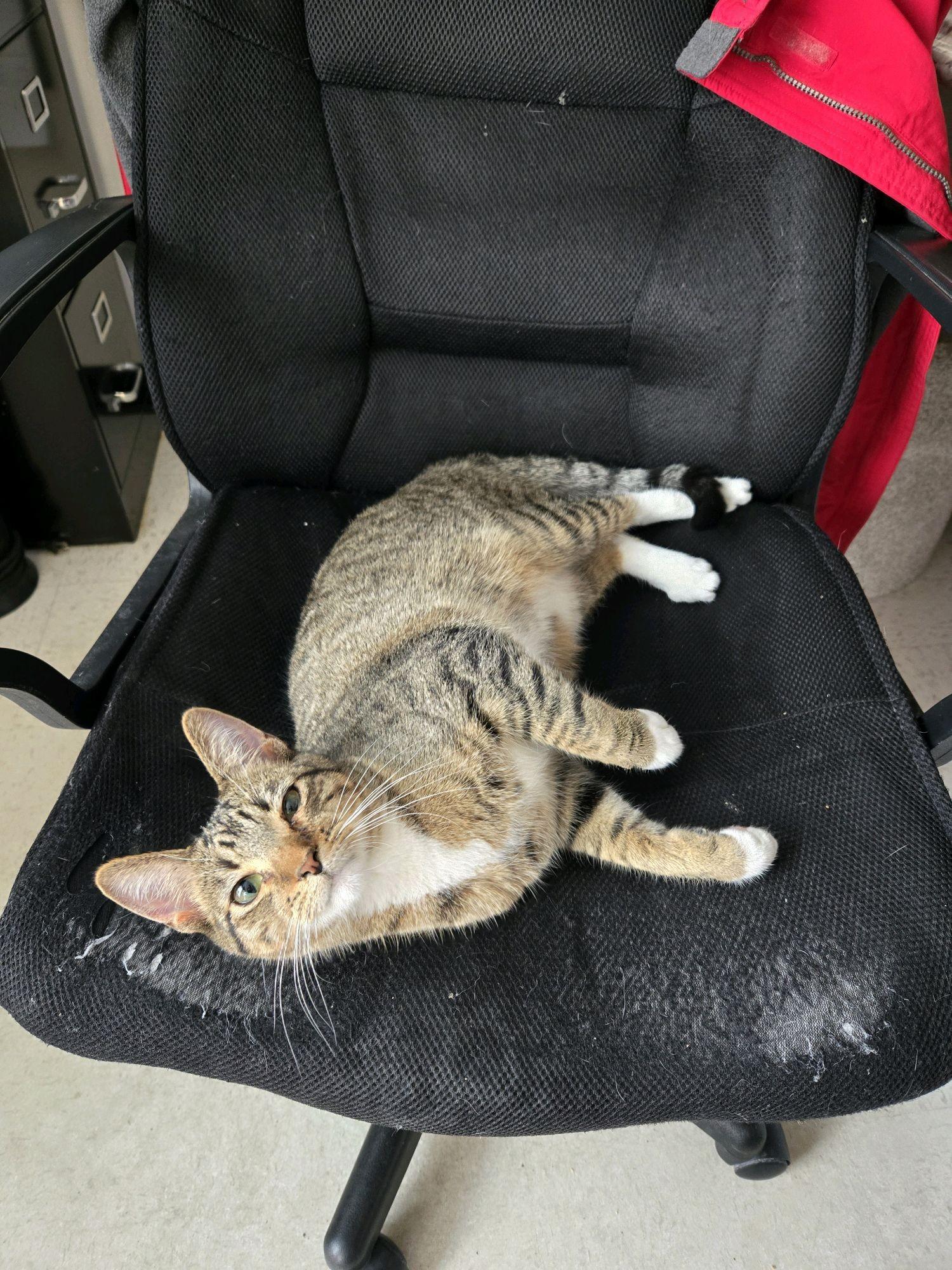 Enlarge Ratatouille, an adoptable Domestic Short Hair in Indianapolis, IN image 1/3