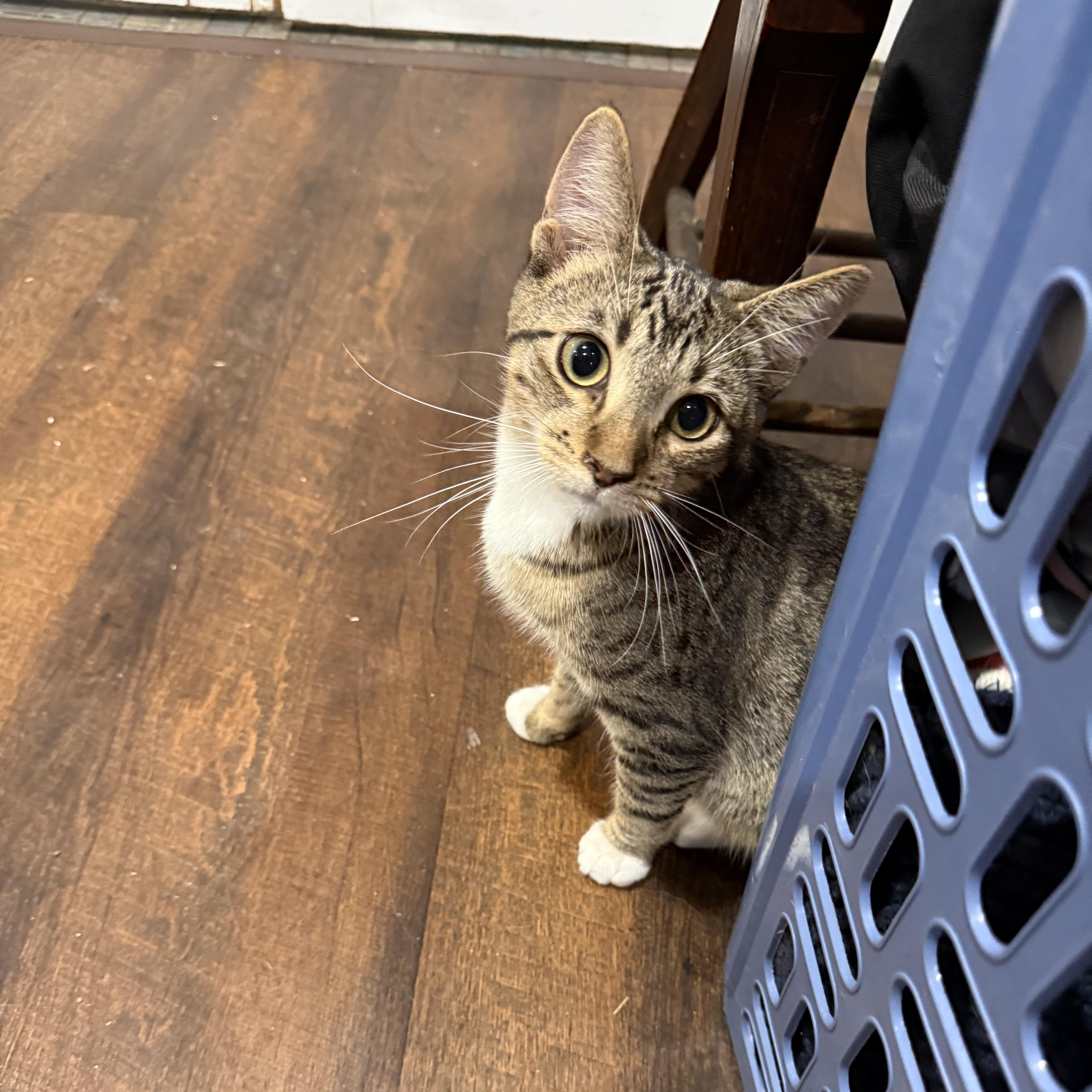 Enlarge Ratatouille, an adoptable Domestic Short Hair in Greenwood, IN image 2/2