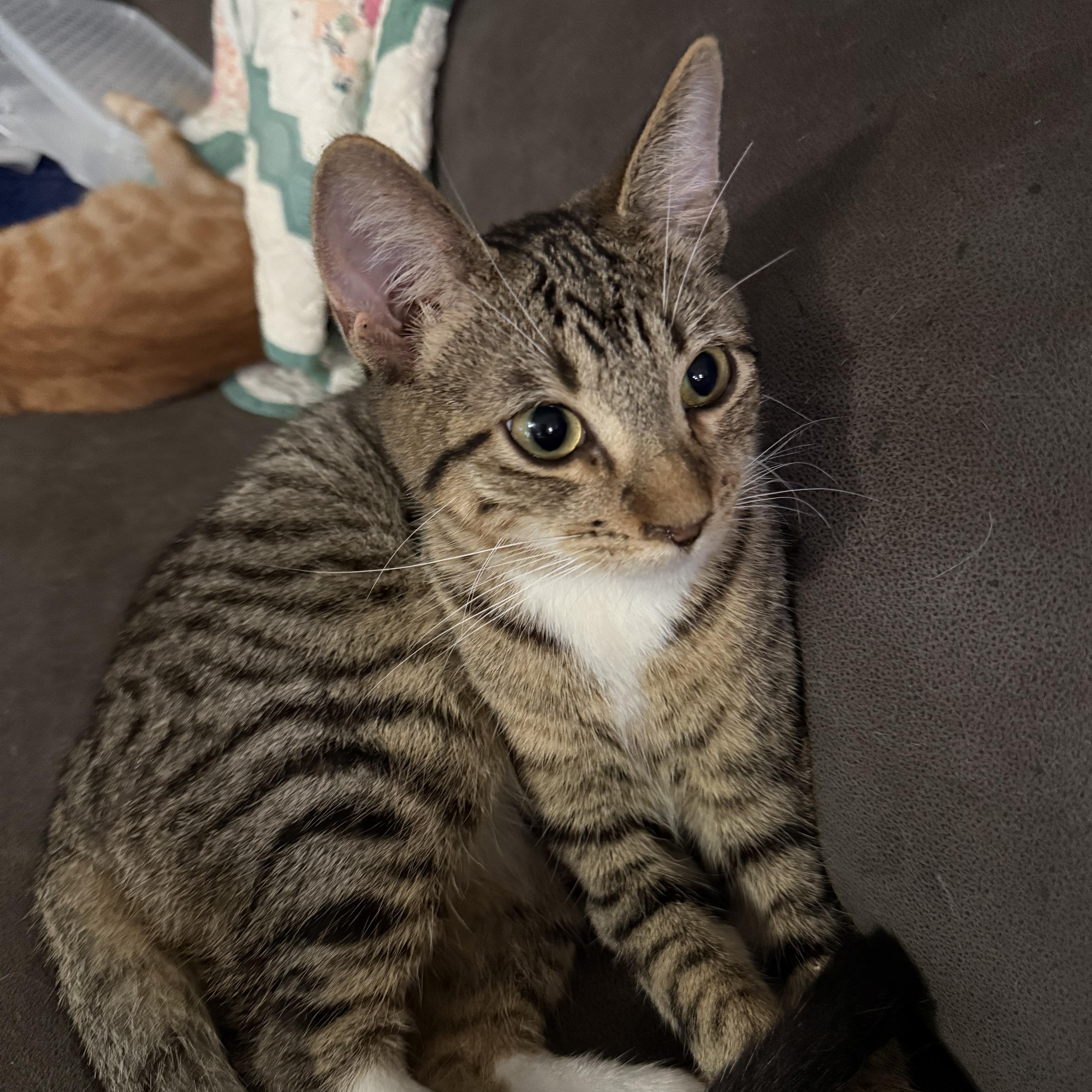 Enlarge Ratatouille, an adoptable Domestic Short Hair in Greenwood, IN image 1/2