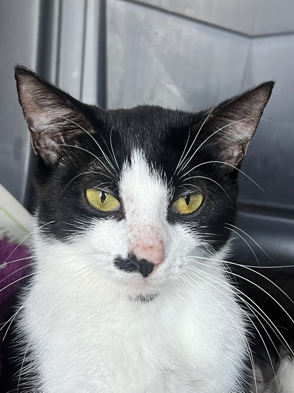 Enlarge Miracle, a Adoptable mixed breed in Hazlet, NJ image 1/3