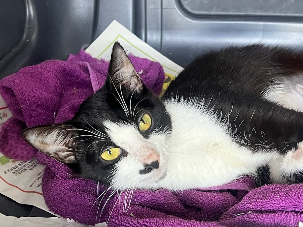 Enlarge Miracle, a Adoptable mixed breed in Hazlet, NJ image 2/3