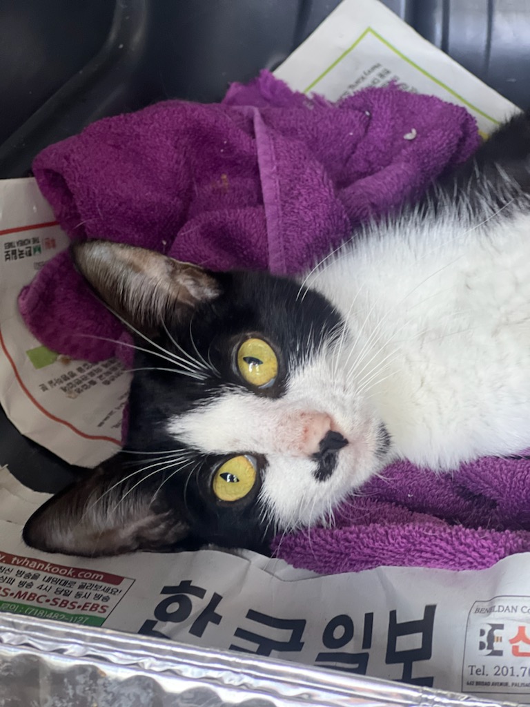 Enlarge Miracle, a Adoptable mixed breed in Hazlet, NJ image 3/3