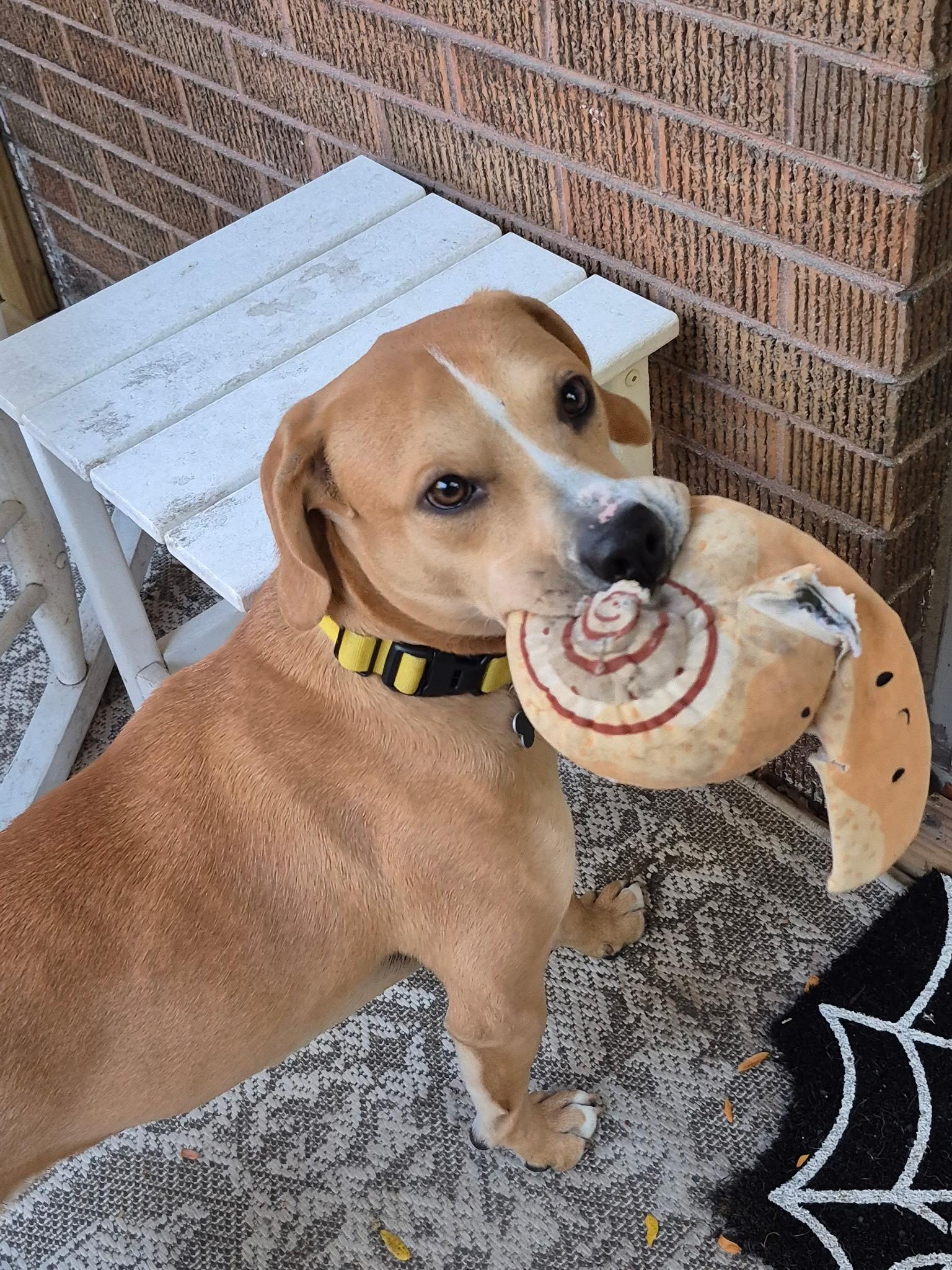 Enlarge Eggroll, a ADOPTABLE mixed breed in Oswego, IL image 1/5