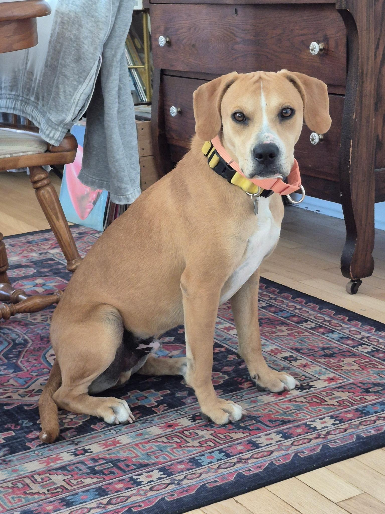 Enlarge Eggroll, a ADOPTABLE mixed breed in Oswego, IL image 2/5