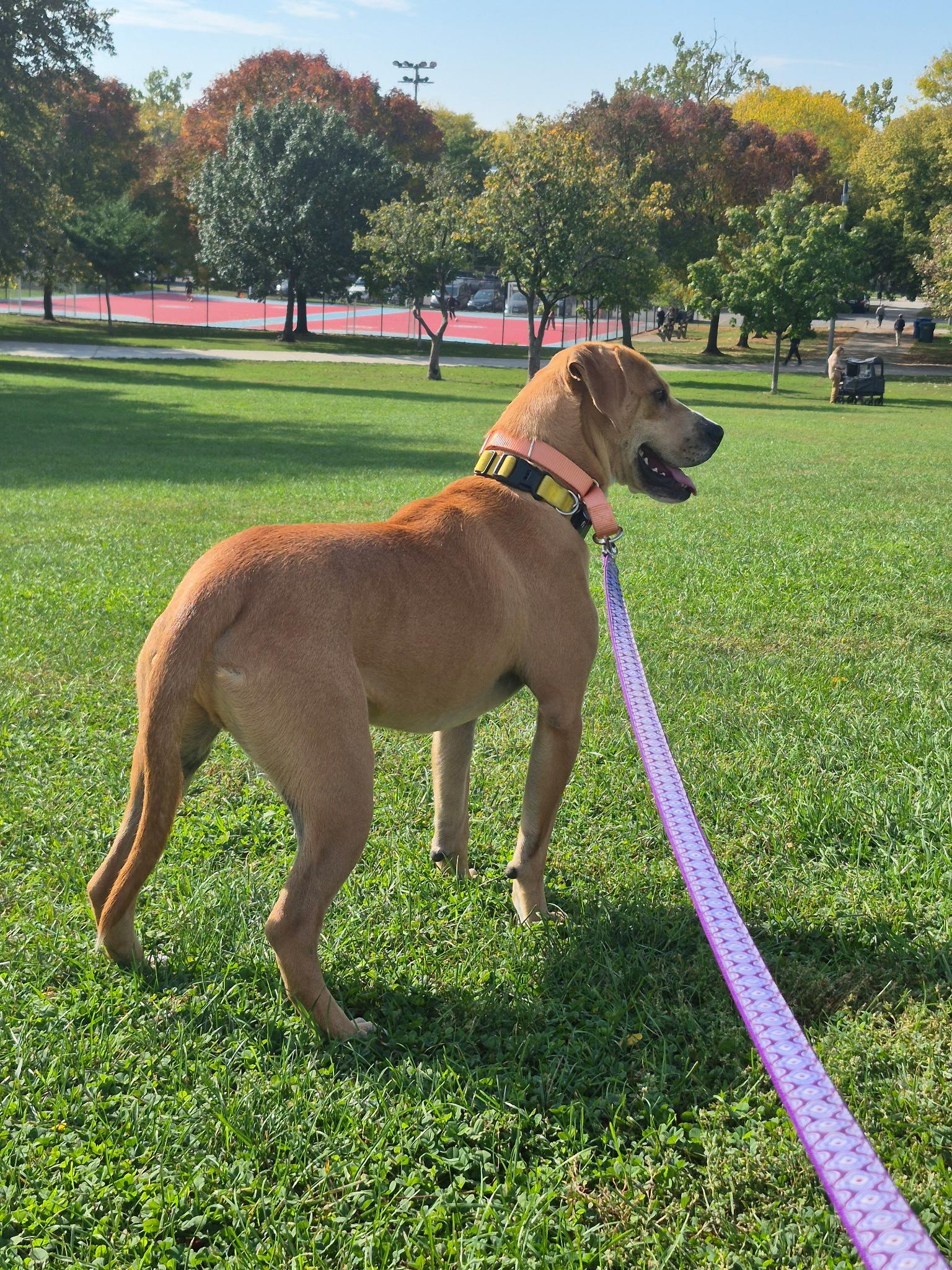 Enlarge Eggroll, a ADOPTABLE mixed breed in Oswego, IL image 3/5