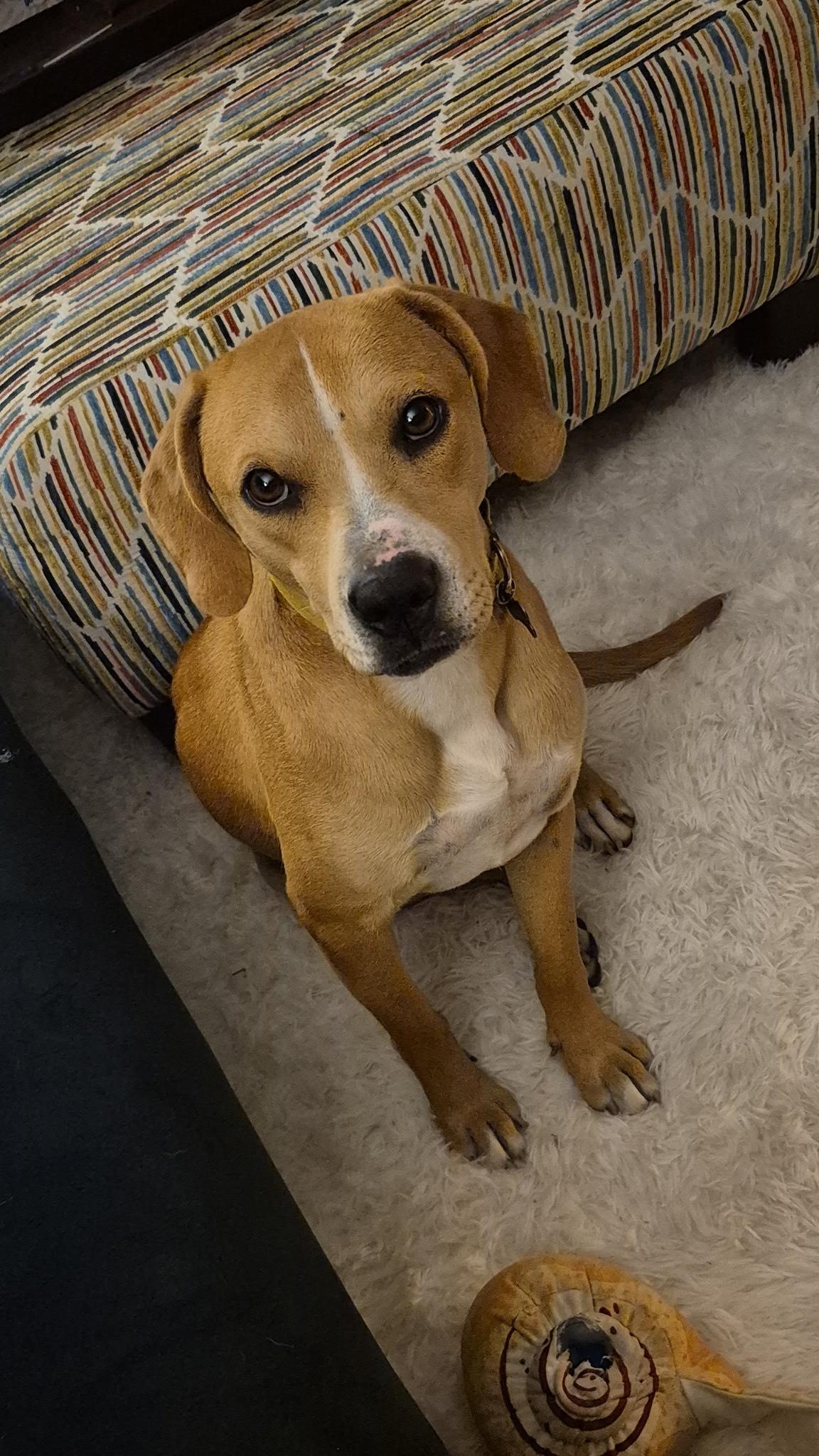 Enlarge Eggroll, a ADOPTABLE mixed breed in Oswego, IL image 5/5