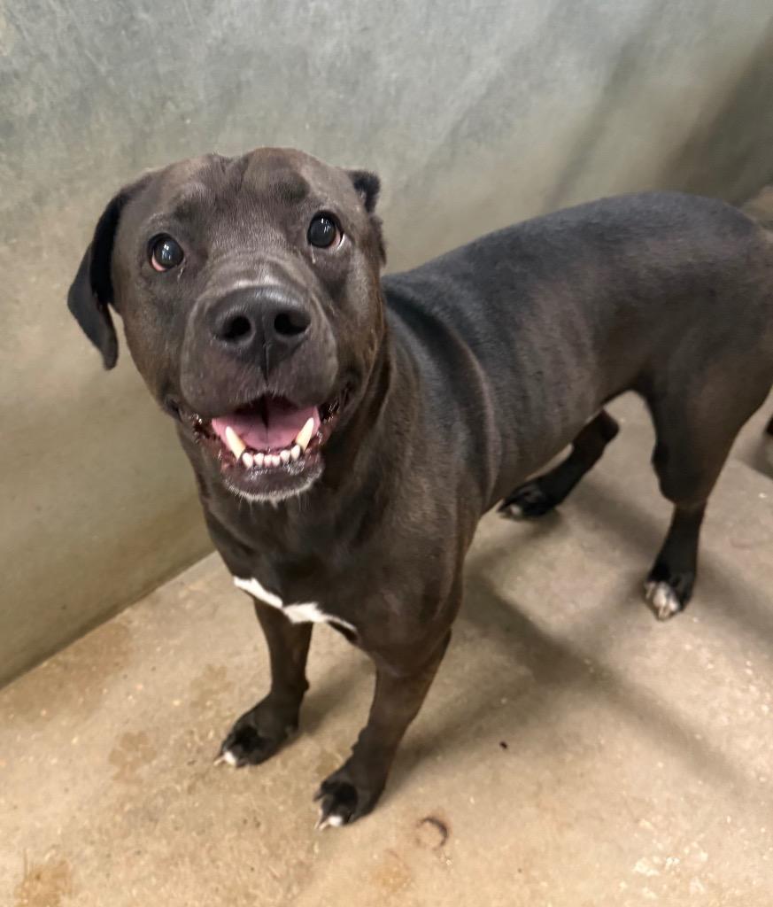Barton, Adoptable, Adult Male Pit Bull Terrier.
