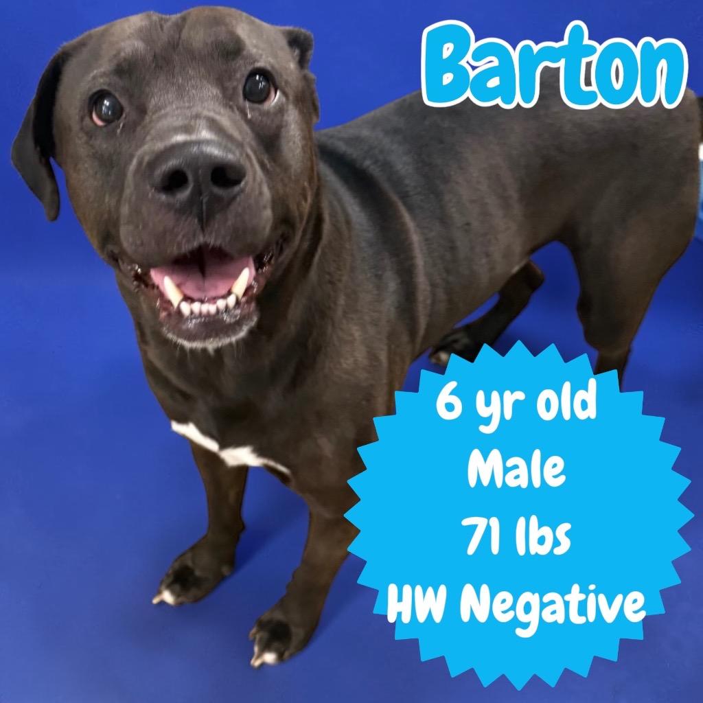 Enlarge Barton, a Adoptable Pit Bull Terrier in Sorrento, LA image 2/4
