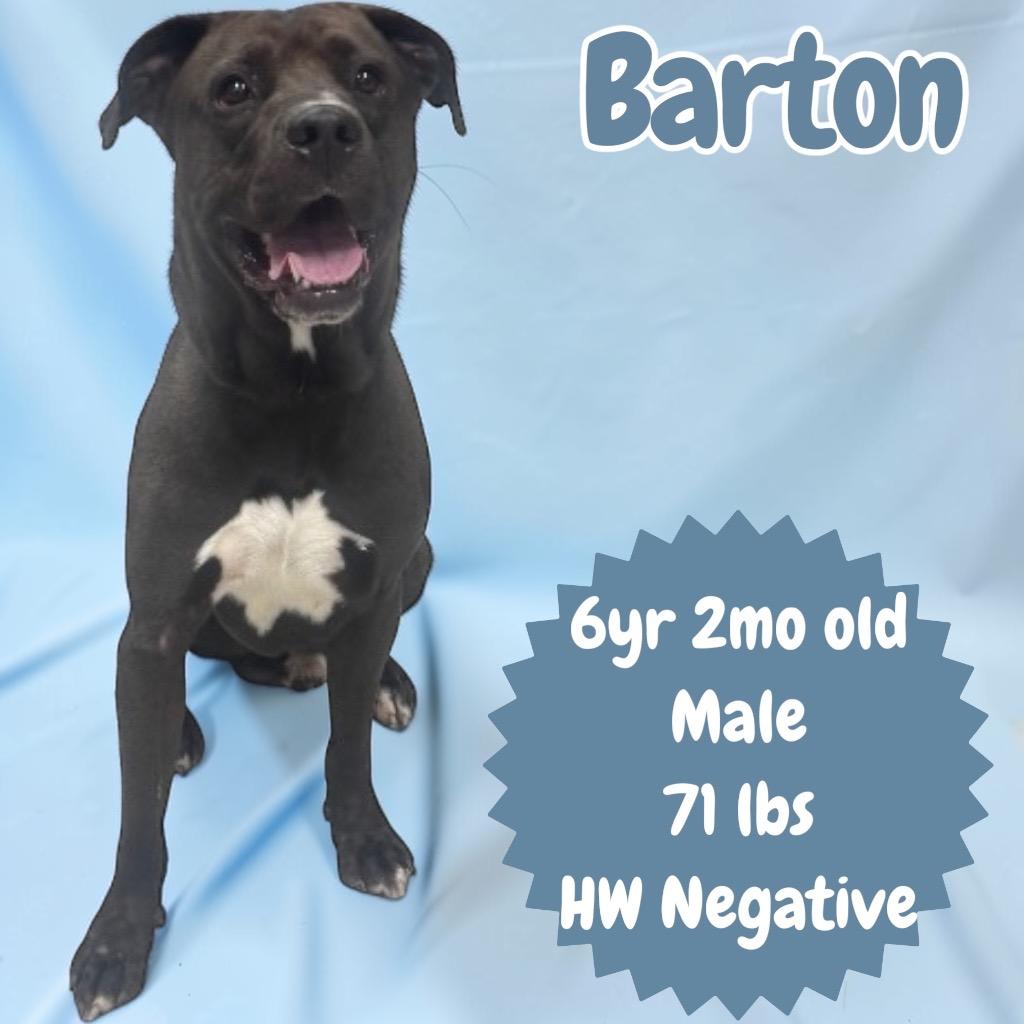Enlarge Barton, a Adoptable Pit Bull Terrier in Sorrento, LA image 3/4