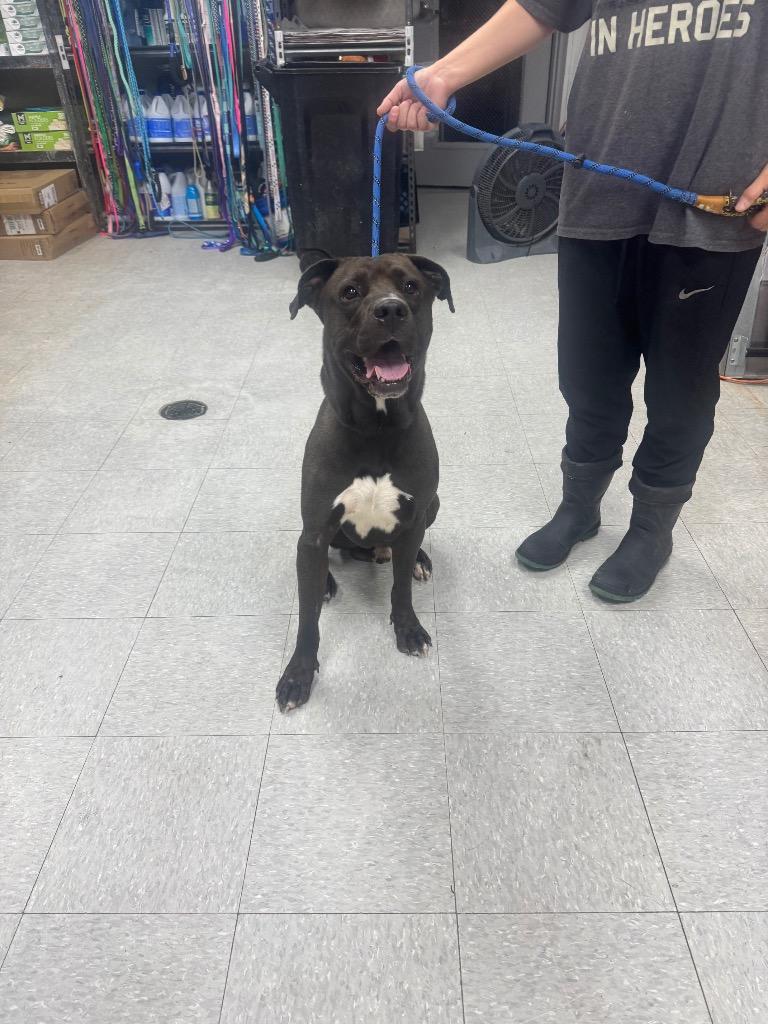 Enlarge Barton, a Adoptable Pit Bull Terrier in Sorrento, LA image 4/4
