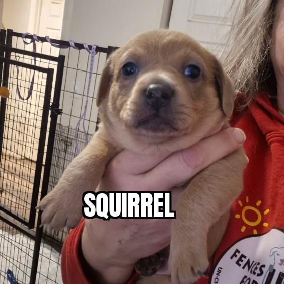 Squirrel, ADOPTABLE, Puppy Male Chiweenie.