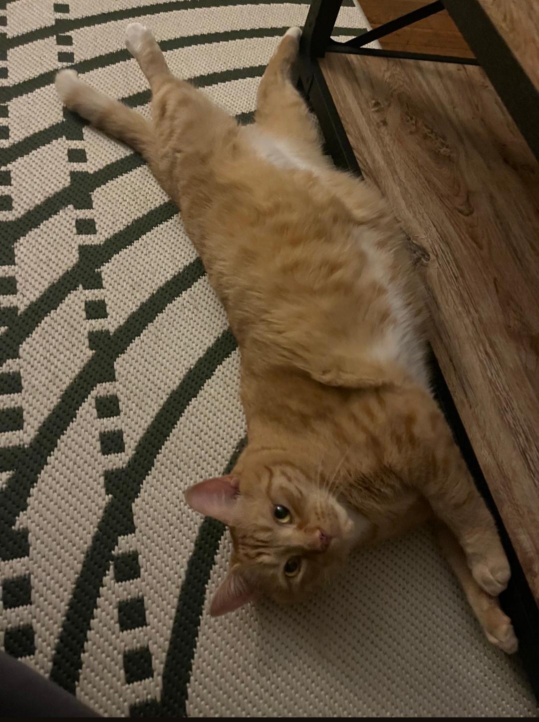 Harold, Adoptable, Adult Male Domestic Short Hair.