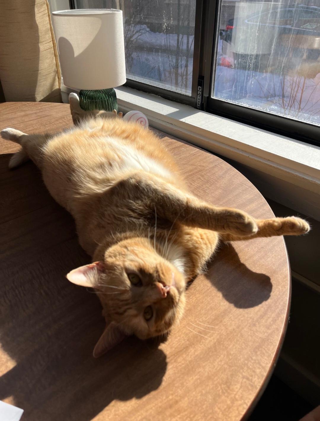 Enlarge Harold, a Adoptable Domestic Short Hair in Burlington, VT image 2/5