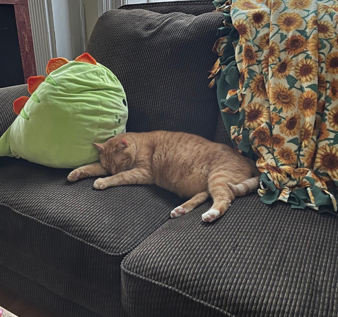 Enlarge Harold, a Adoptable Domestic Short Hair in Burlington, VT image 3/5