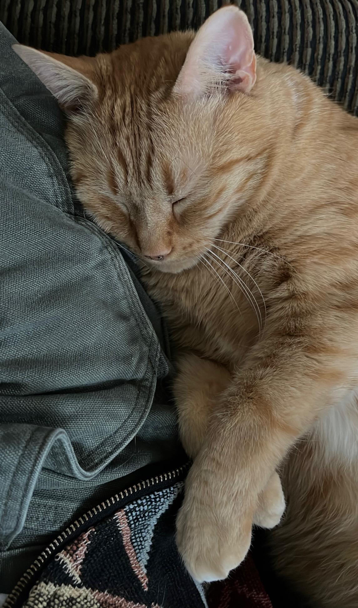 Harold — thumbnail 4