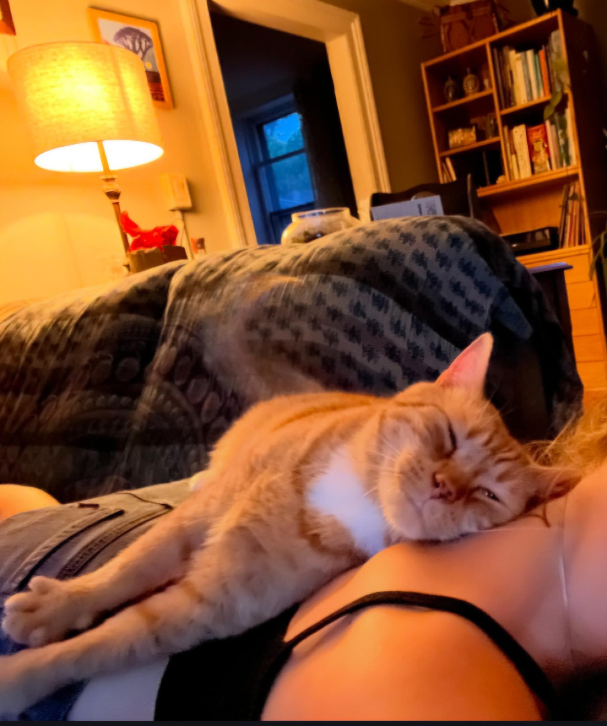 Enlarge Harold, a Adoptable Domestic Short Hair in Burlington, VT image 5/5