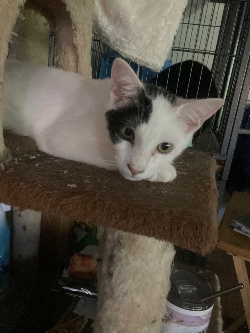 Barry , Adoptable, Kitten Male Turkish Van & Domestic Short Hair.