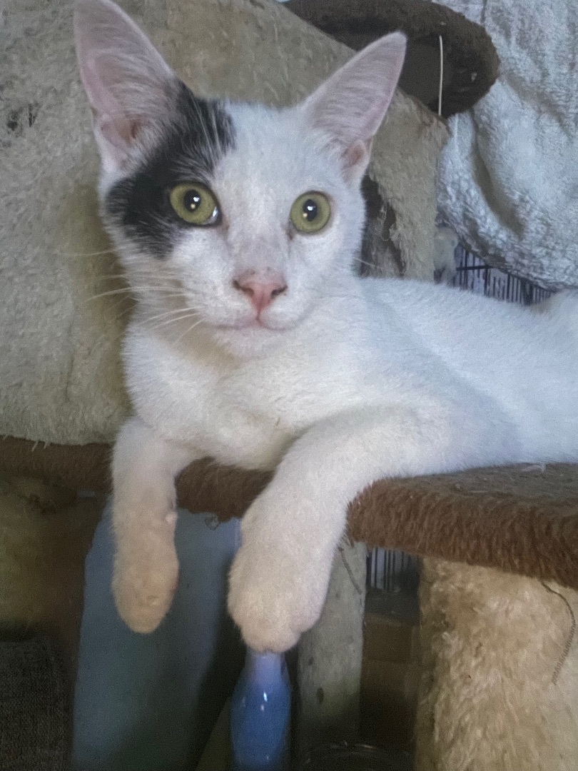 Barry , a Adoptable mixed breed in Bell Gardens, CA image 2/9