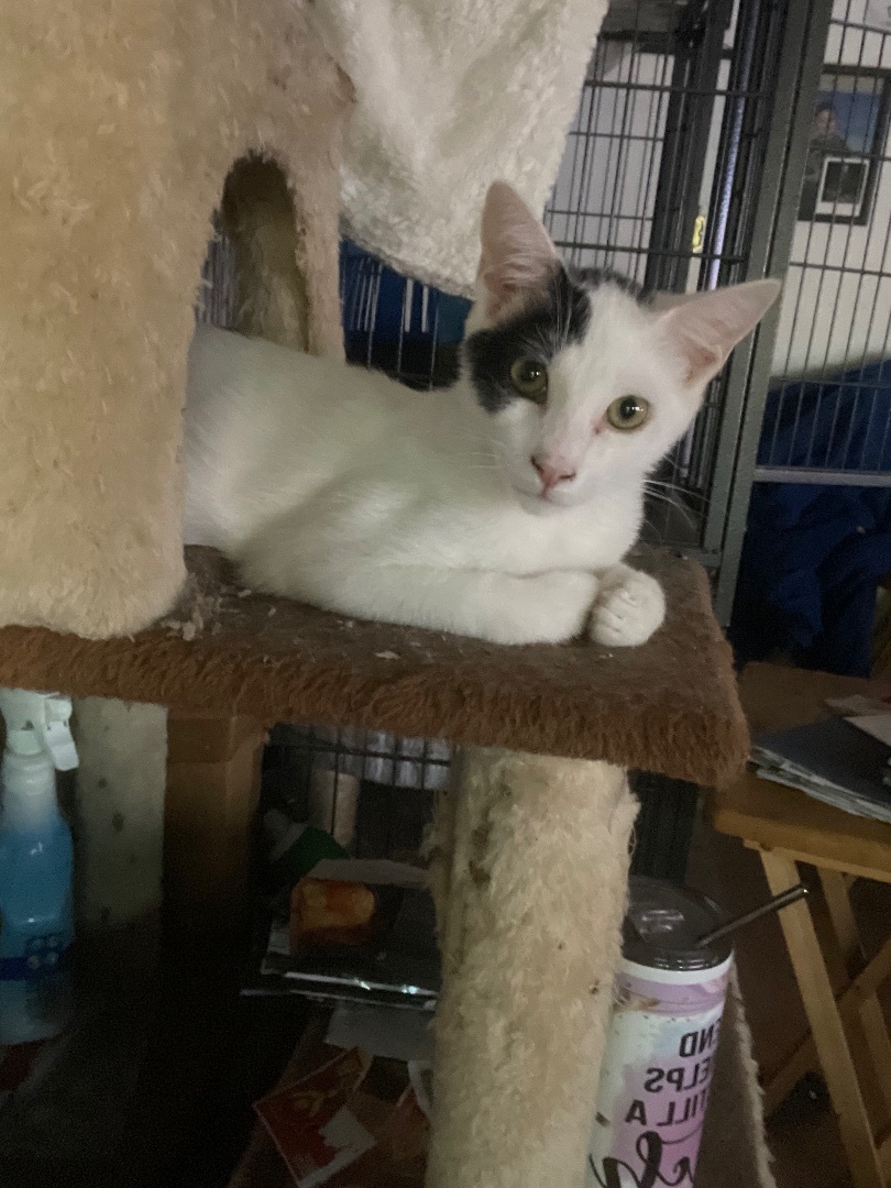 Barry , a Adoptable mixed breed in Bell Gardens, CA image 3/9