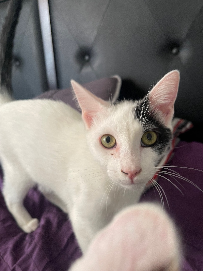 Barry , a Adoptable mixed breed in Bell Gardens, CA image 4/9