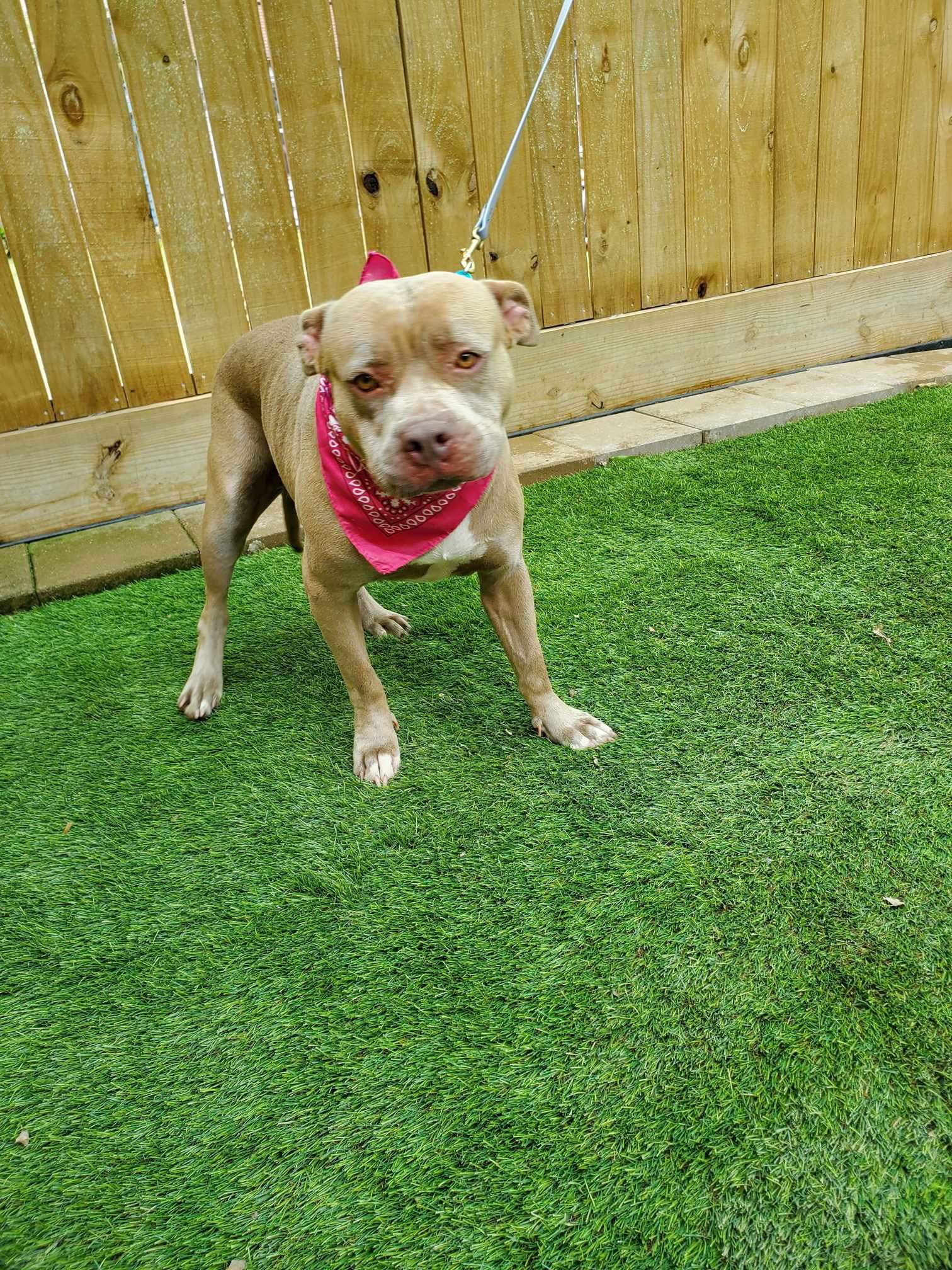 Jewels, Adoptable, Adult Female American Bully.