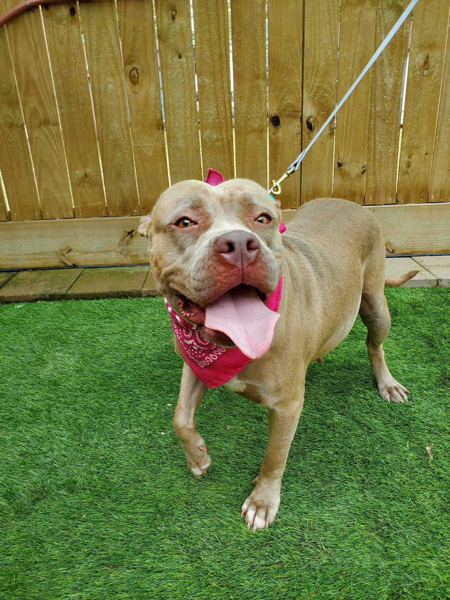 Jewels, a Adoptable American Bully in fennville, MI image 3/4