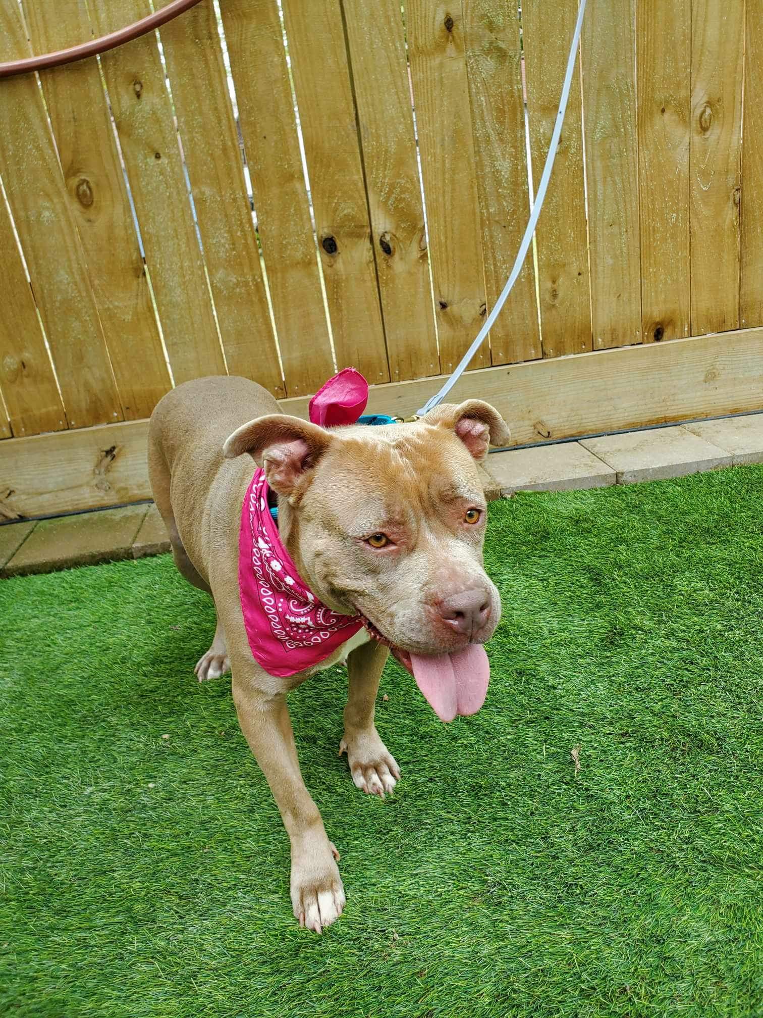 Jewels, a Adoptable American Bully in fennville, MI image 4/4