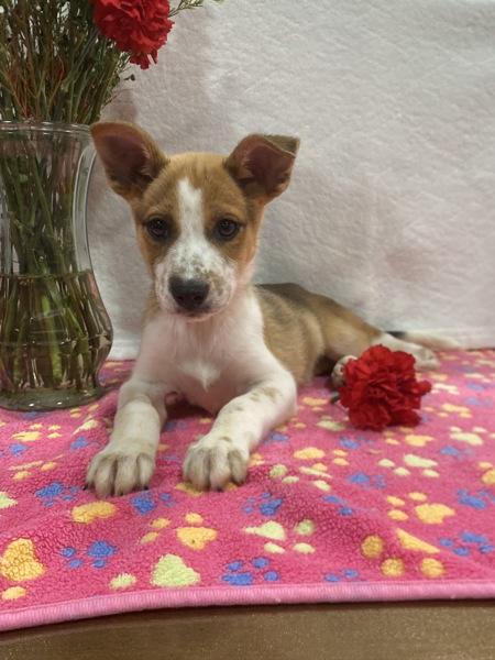 Rainbow Dash, Adoptable, Puppy Female Siberian Husky & Pit Bull Terrier.