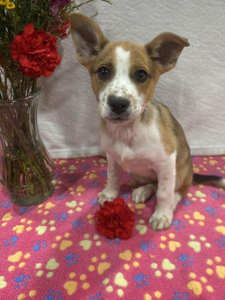 Enlarge Rainbow Dash, a Adoptable mixed breed in El Cajon, CA image 2/2