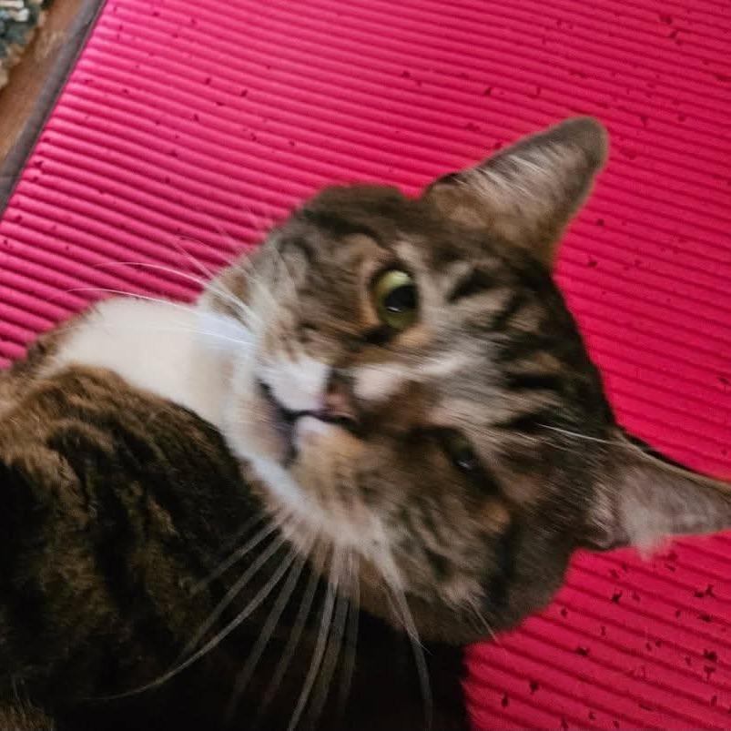 Andy, Adoptable, Senior Male Domestic Short Hair.