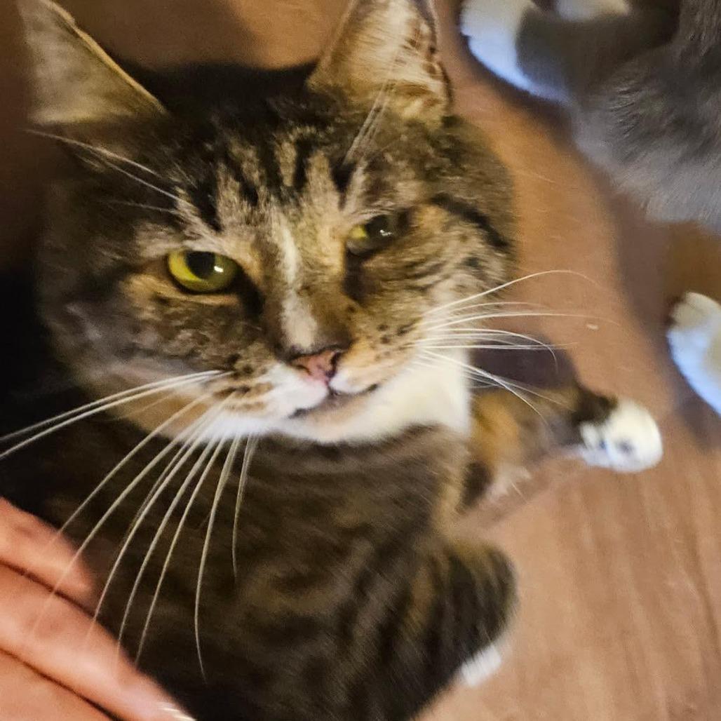 Andy, a Adoptable Domestic Short Hair in Winston-Salem, NC image 2/6