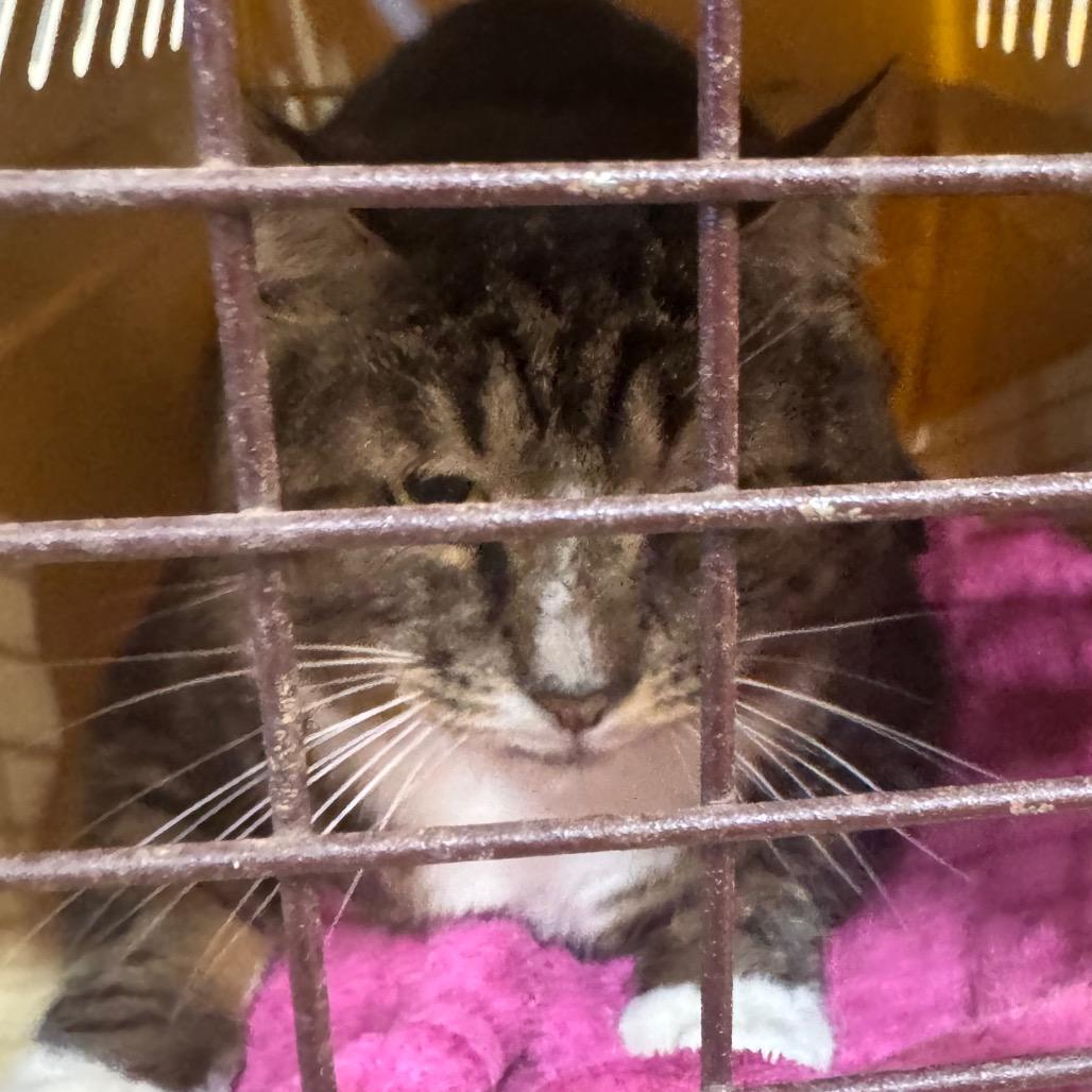 Andy, Adoptable, Senior Male Domestic Short Hair.