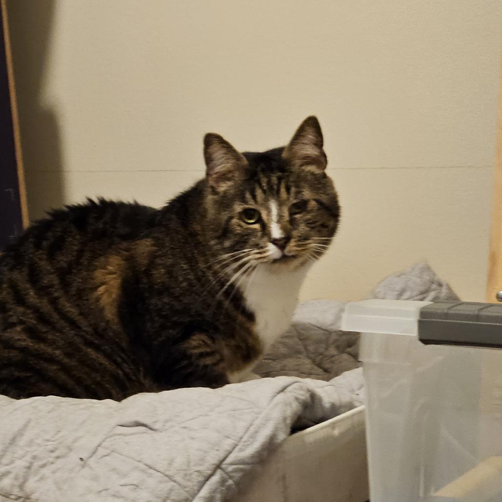 Andy, a Adoptable Domestic Short Hair in Winston-Salem, NC image 2/2